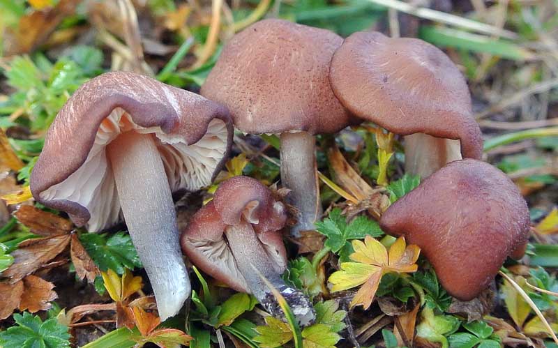 Entoloma_catalaunicum.jpg