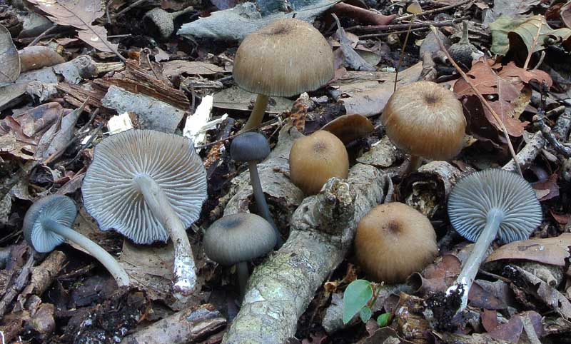 Entoloma_querquedula.jpg