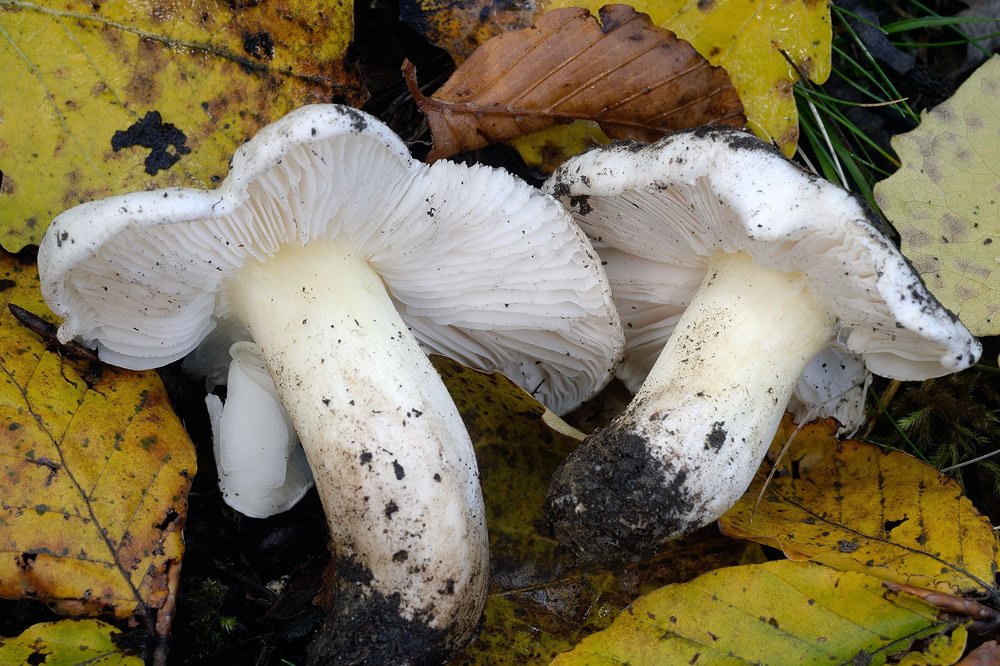 tricholoma-portentosumR9332c.jpg