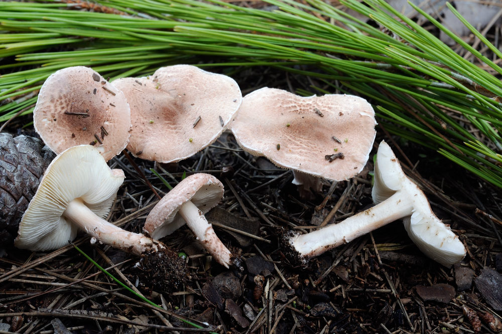lepiota-josserandiR3355.jpg