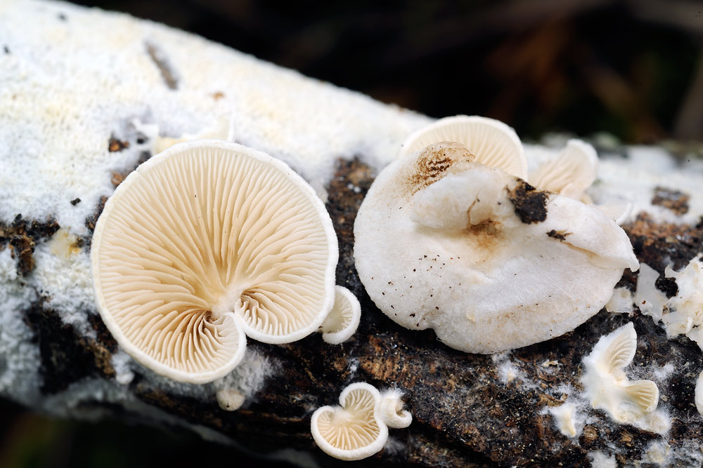 Crepidotus caspari var caspari, era 