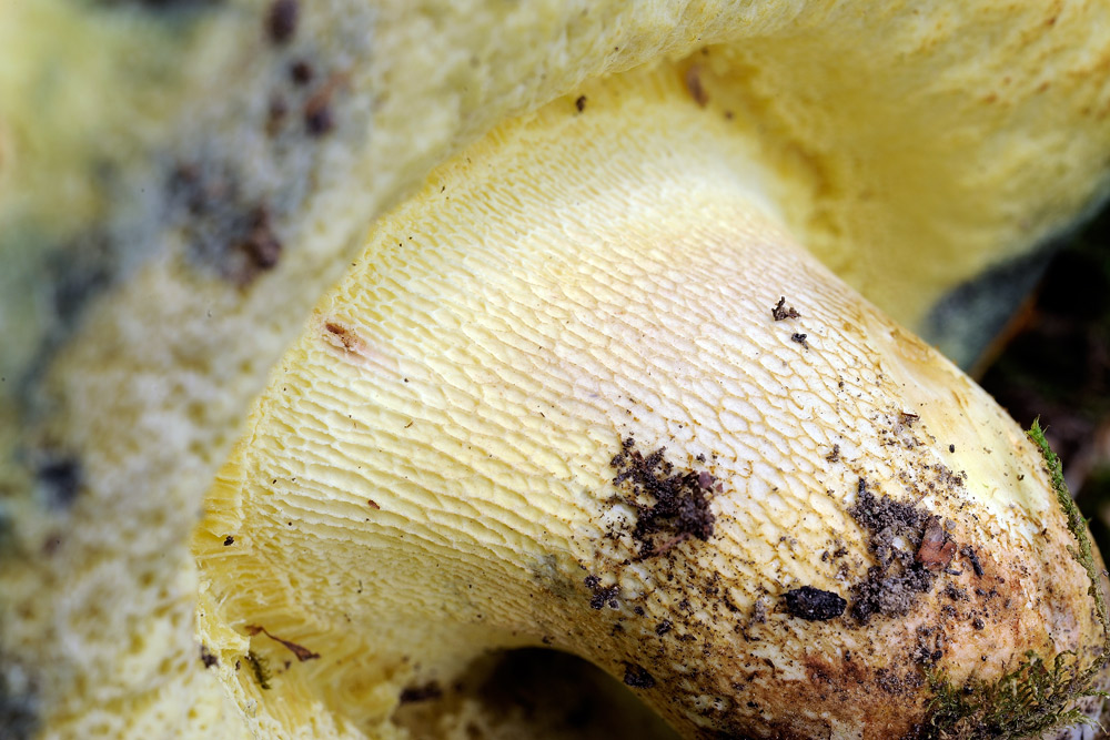 boletus-determinareR4134b.jpg