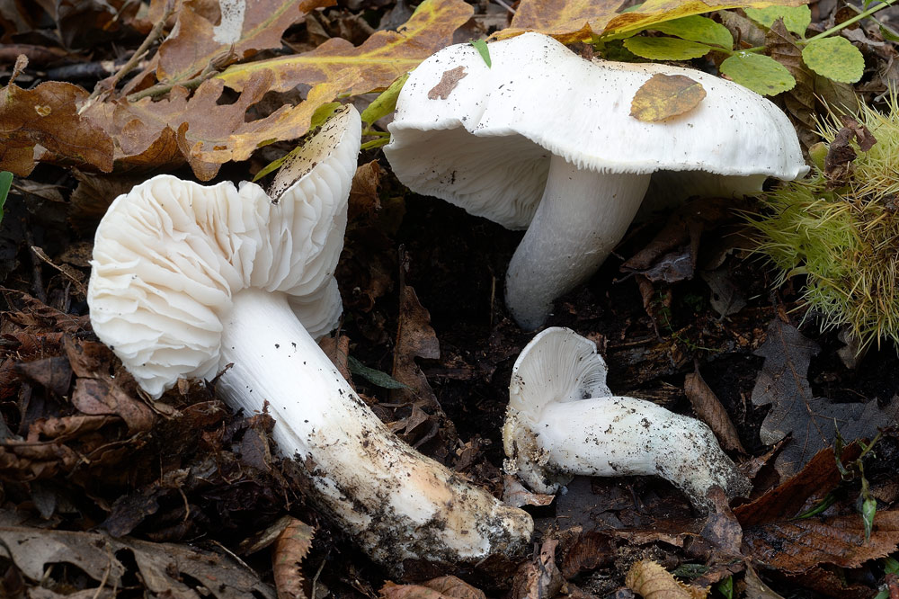 Tricholoma-columbettaRR9394a.jpg