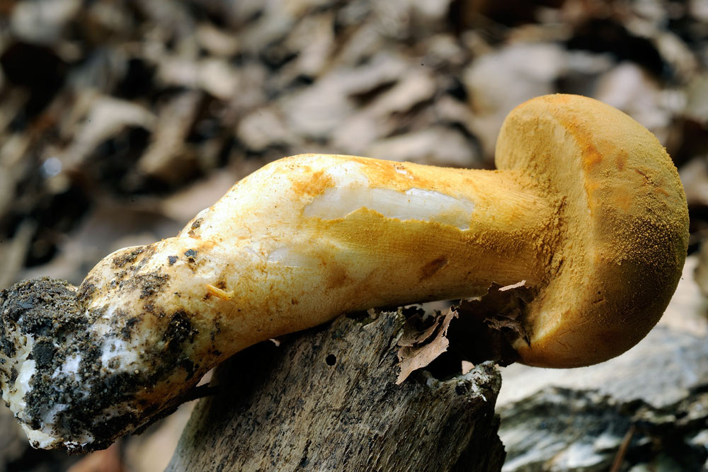 Phaeolepiota-aureaR4676c.jpg