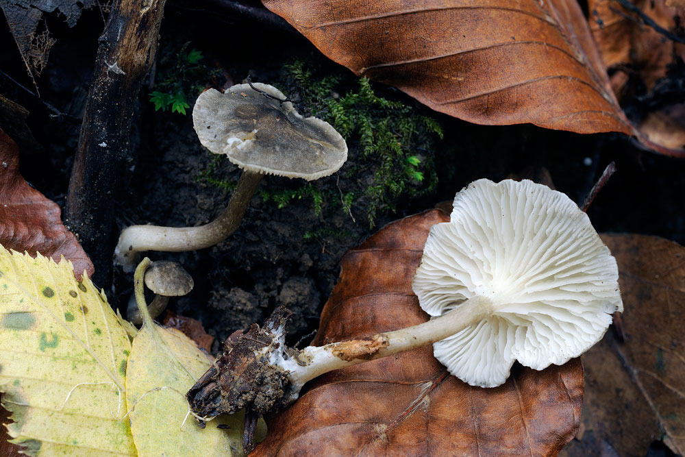 clitocybe-font-queriR9767.jpg