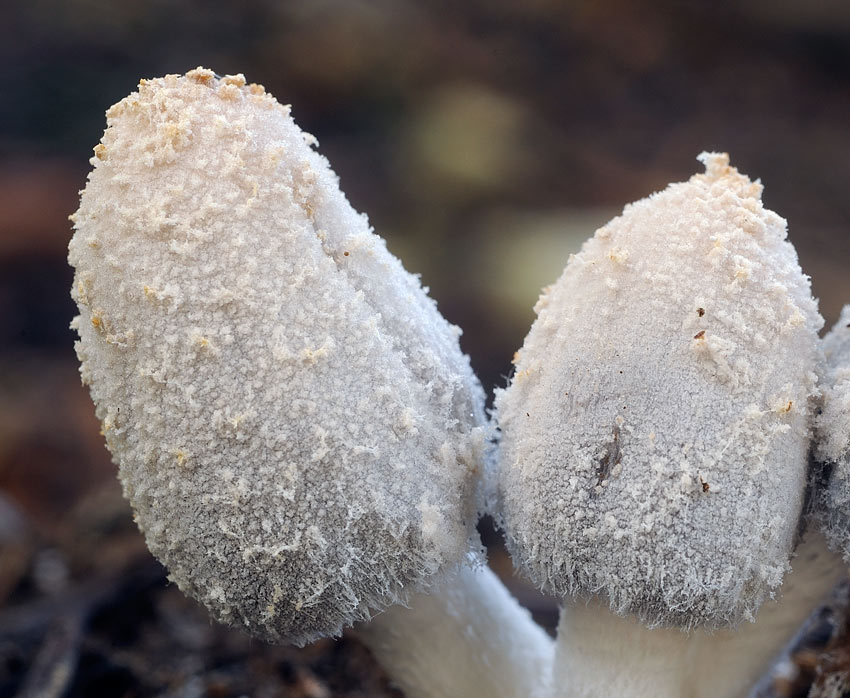 coprinusR9639a.jpg