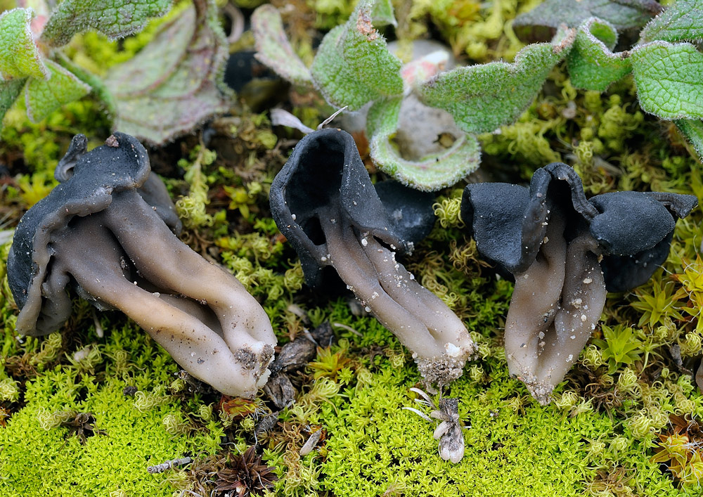 helvella-semopbrutaR5258a.jpg