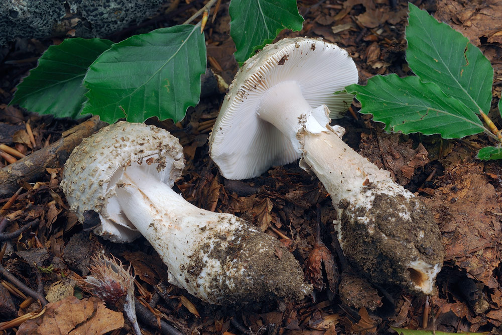 amanita-spissaR4422b.jpg