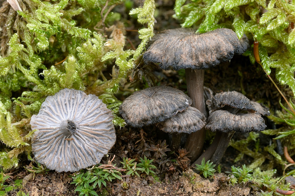 Cantharellus-cinereusR9449.jpg