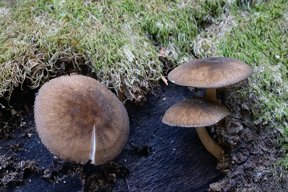 pluteus-umbrosusR8845a.jpg