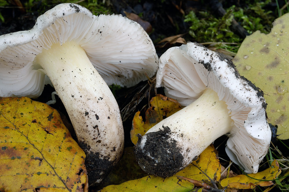 tricholoma-portentosumR9332b.jpg