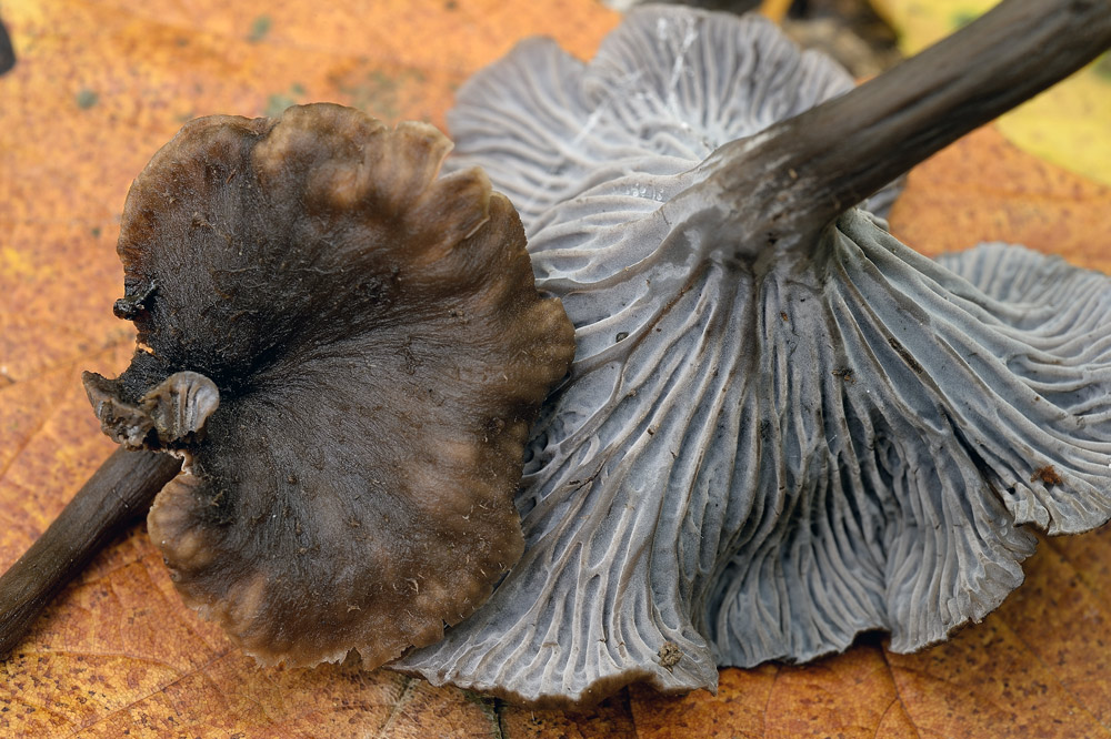 craterellus-cinereusR9365a.jpg