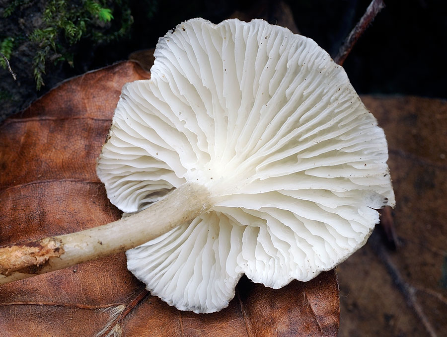 clitocybe-font-queriR9767a.jpg