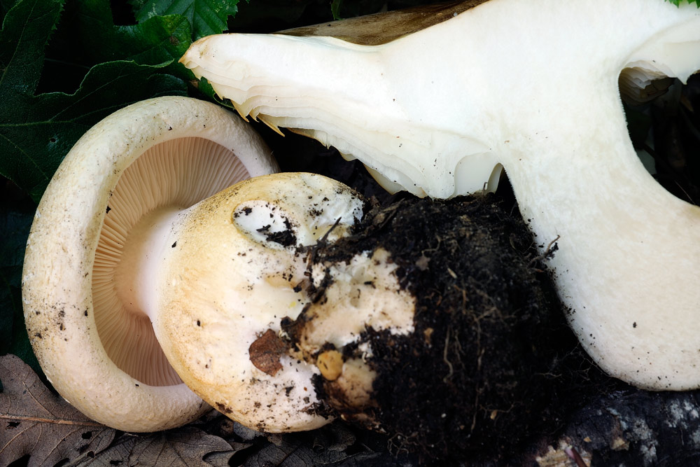 Leucopaxillus-macrocephalus-R1536c.jpg