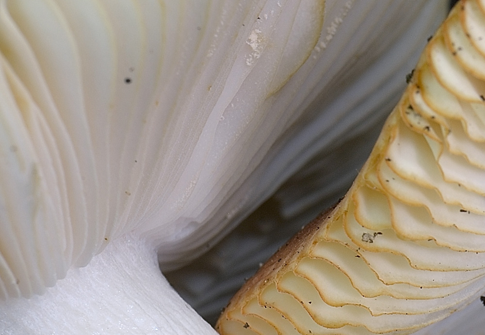 Russula8647ab.jpg