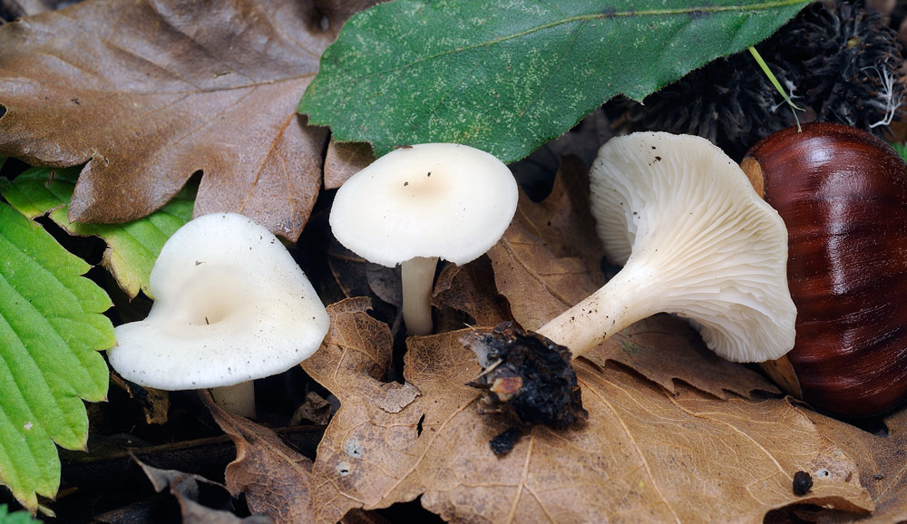 Clitocybe-phaeophthalmaR4836.jpg