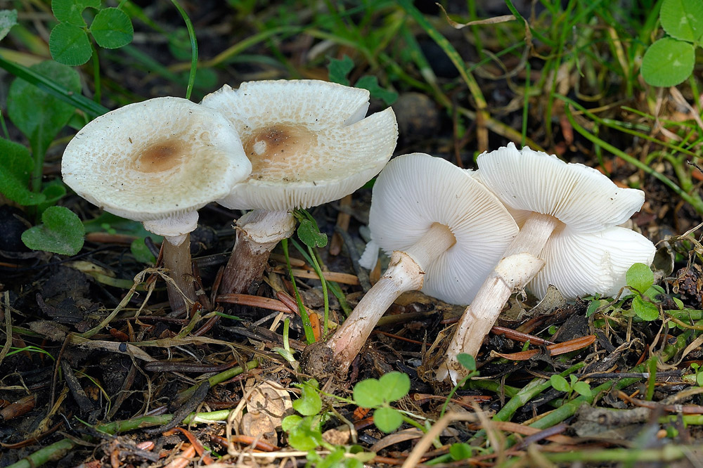 lepiota-cristataR2232.jpg