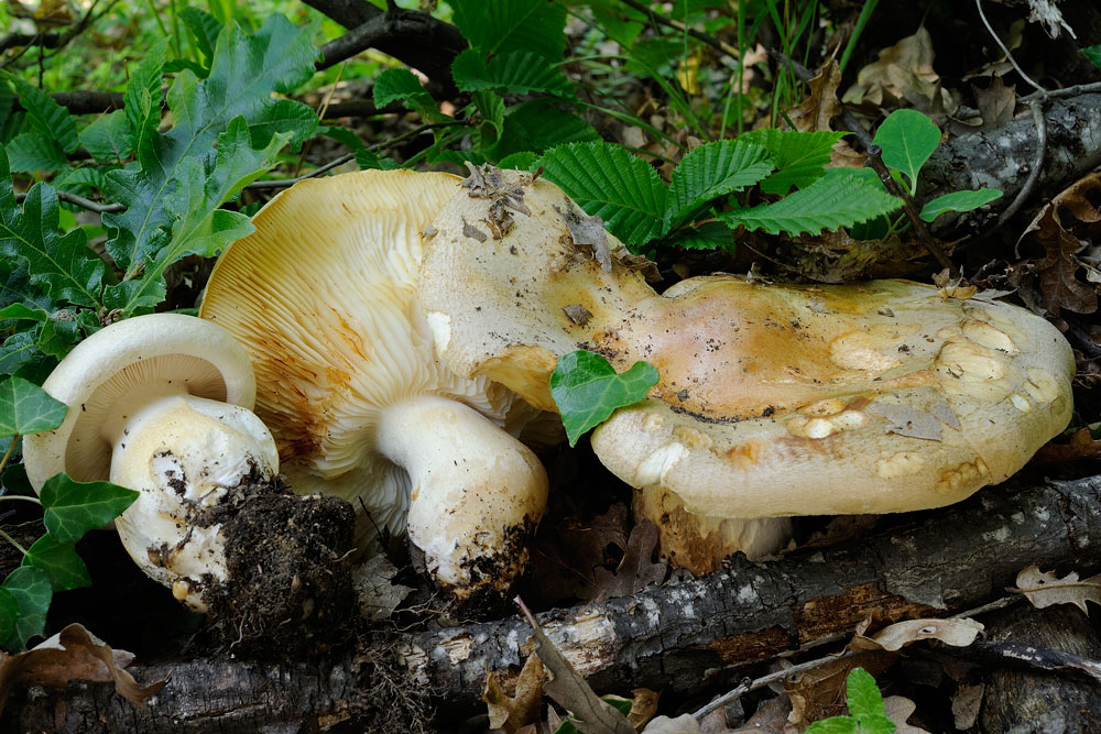 Leucopaxillus-macrocephalus-R1536.jpg