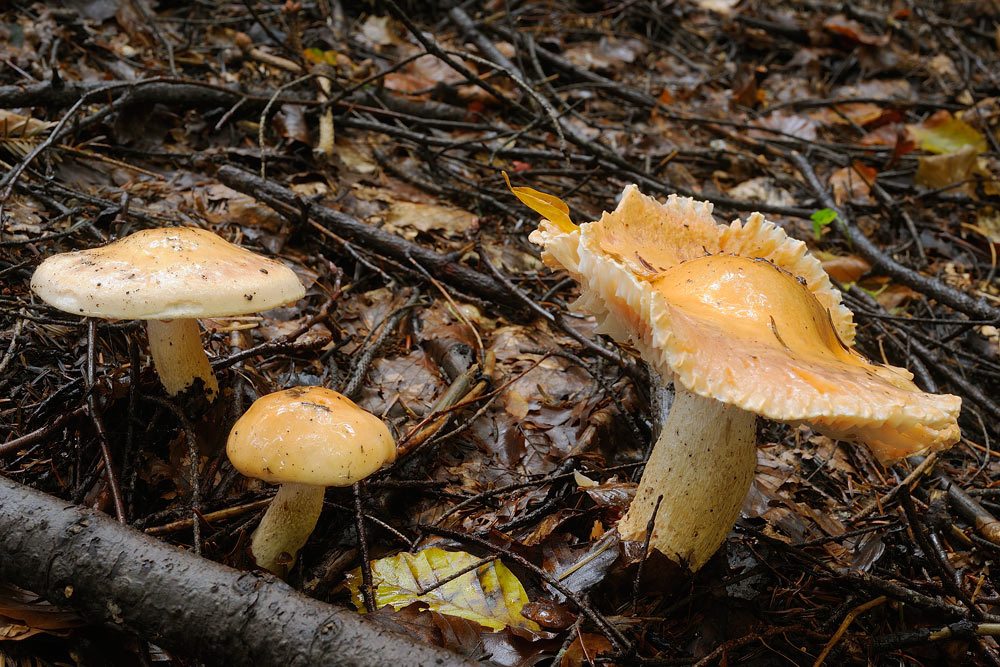 hygrophorusR4879d.jpg