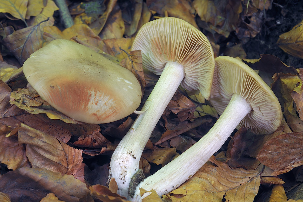 entolomaR4287a.jpg