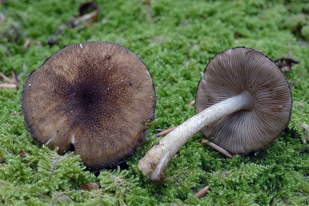 pluteus-umbrosusR8845d.jpg