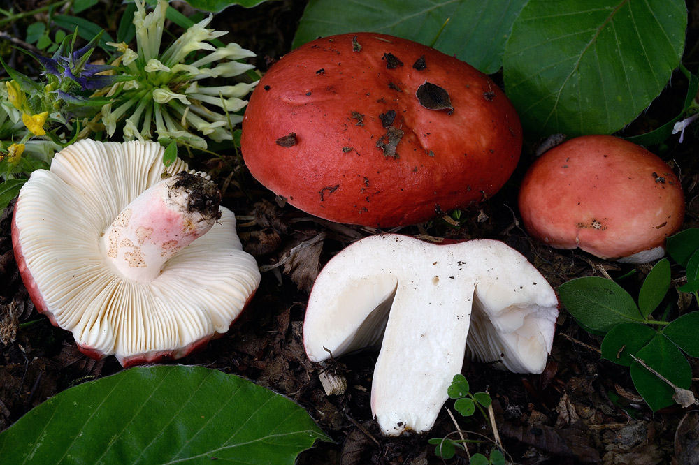 russula-lepida-roseaR8425.jpg