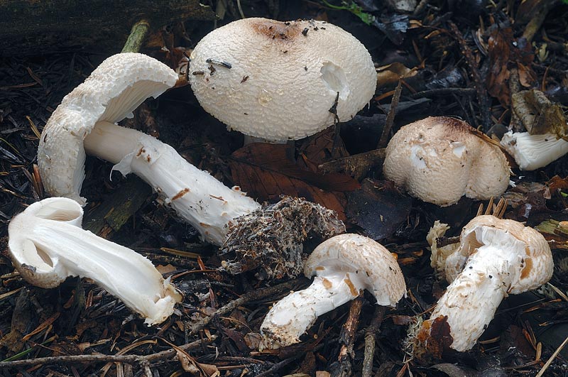Lepiota ignivolvata3853b.jpg
