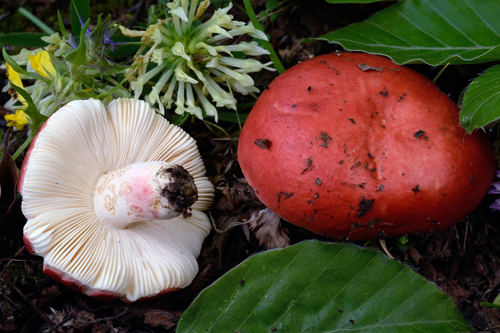 russula-lepida-roseaR8425a.jpg