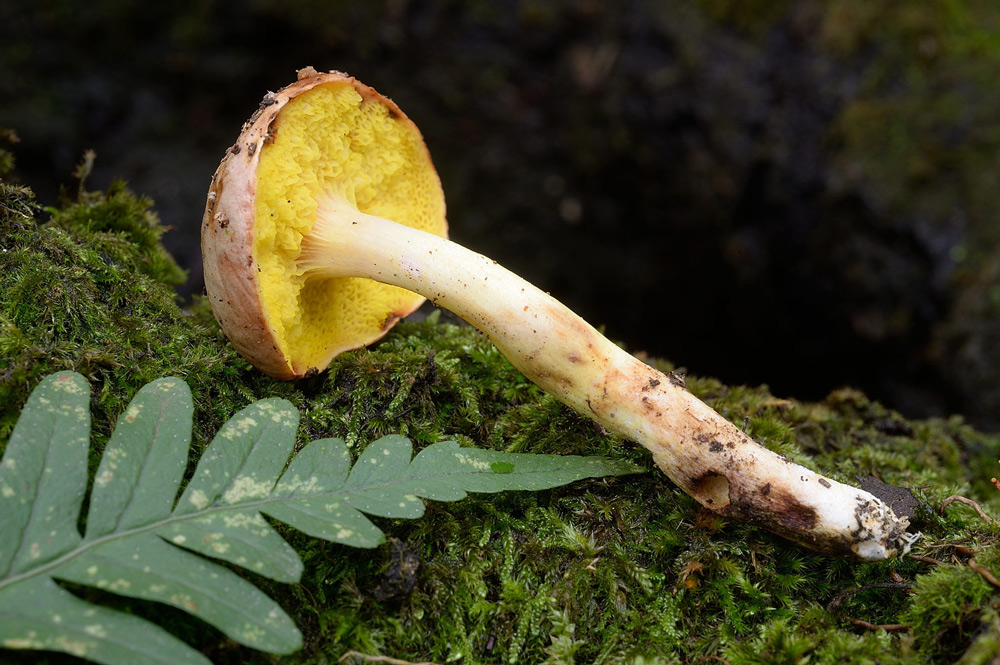 aureoboletus-gentilisR9381.jpg