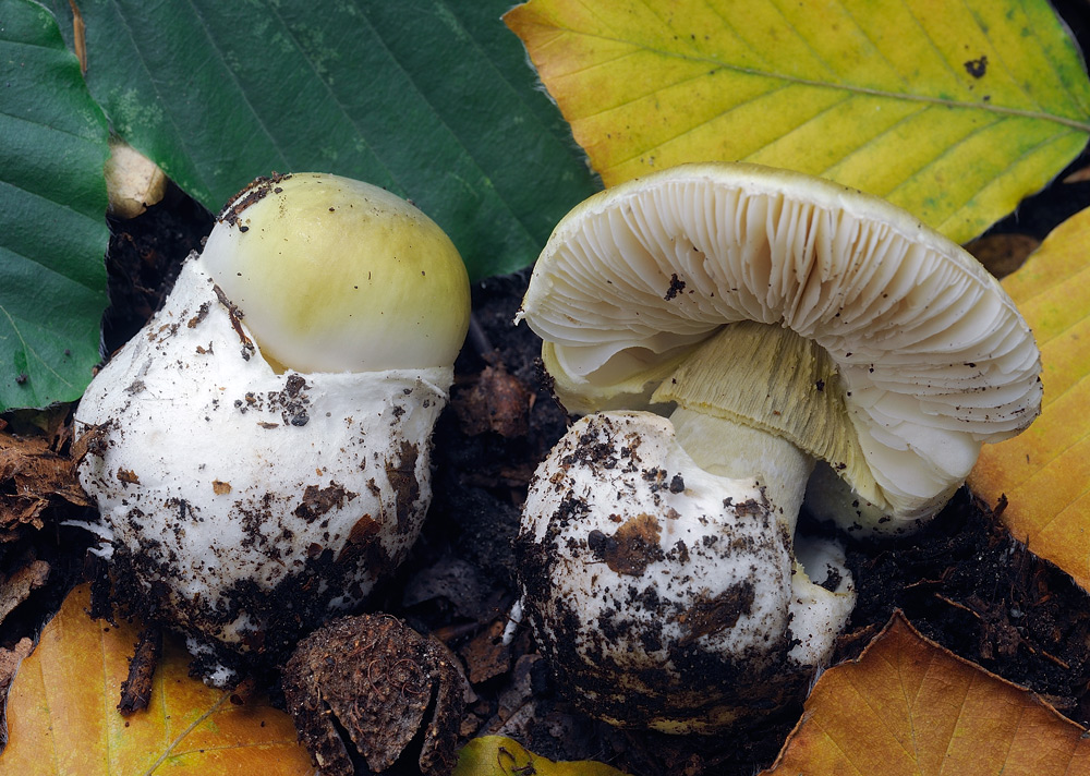 phalloides-faggioR4514c.jpg