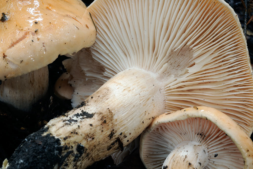 hygrophorusR4879a.jpg