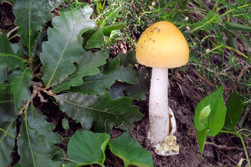 Amanita-croceaR4042.jpg