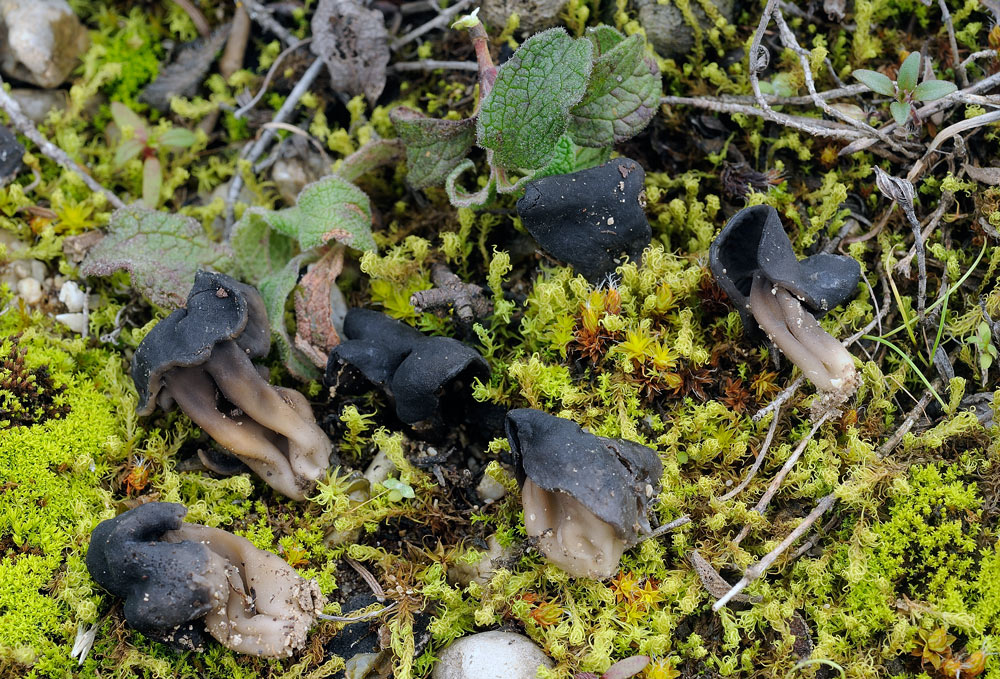 helvella-semopbrutaR5258b.jpg