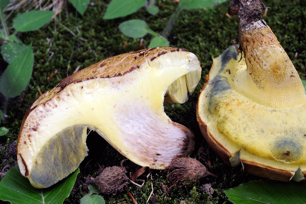 boletus-determinareR4134c.jpg