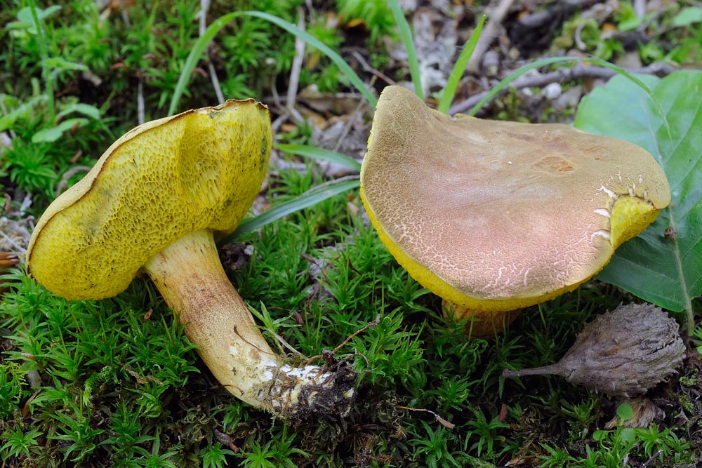 xerocomusR8434a.jpg