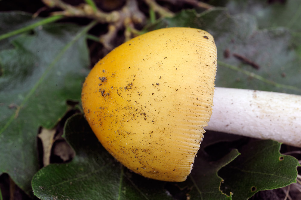 amanita-croceaR4044b.jpg