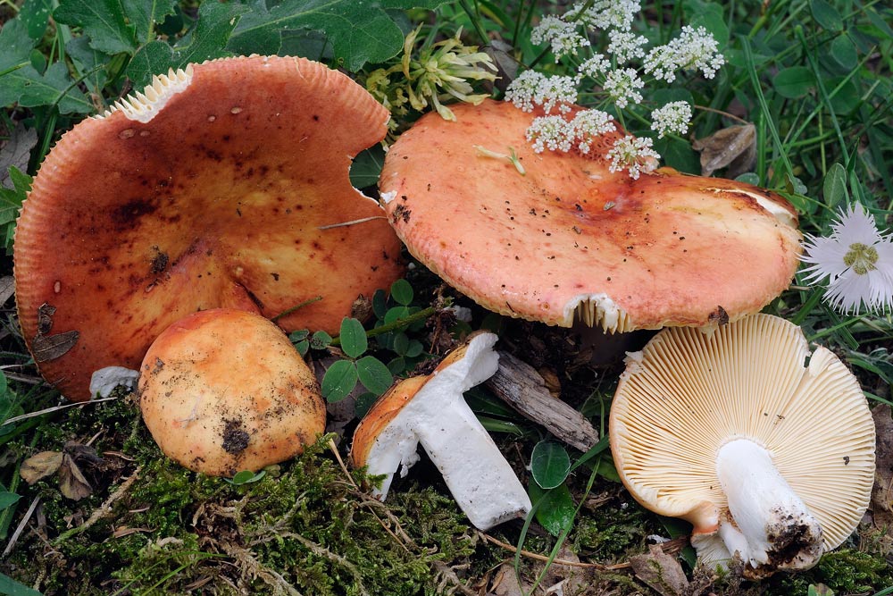 Russula-maculataR4091.jpg