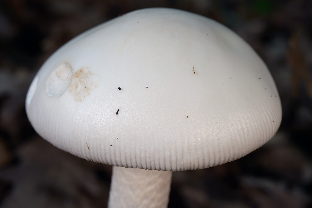 amanita-vaginataR8454a.jpg