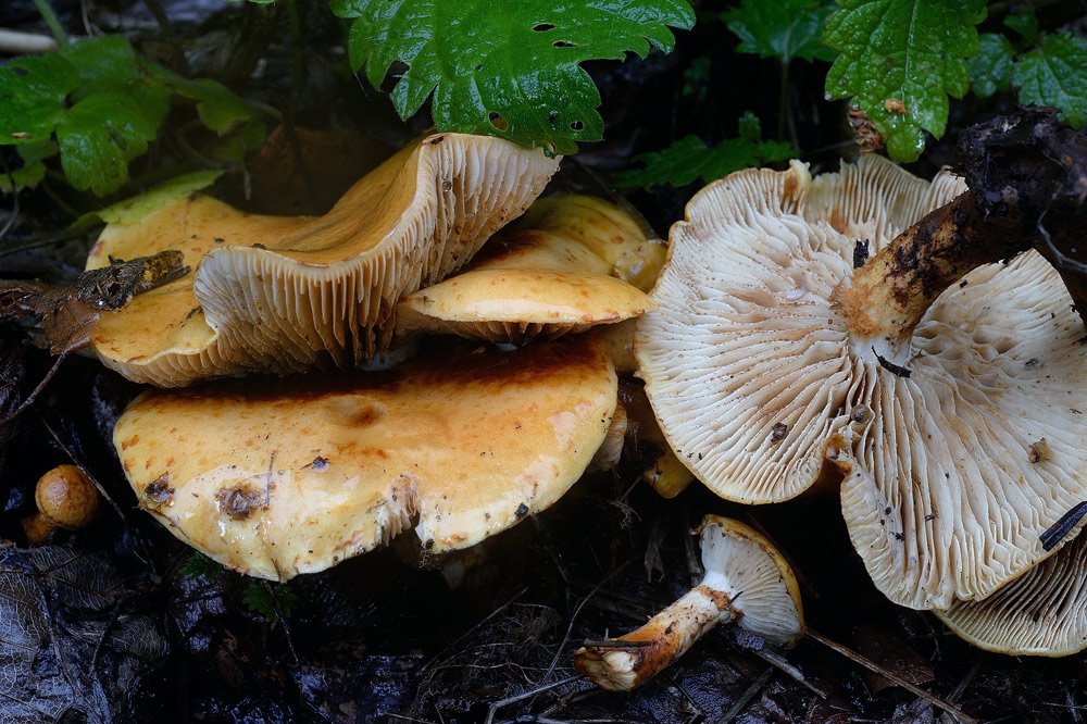 pholiota-ceppoR9331a.jpg