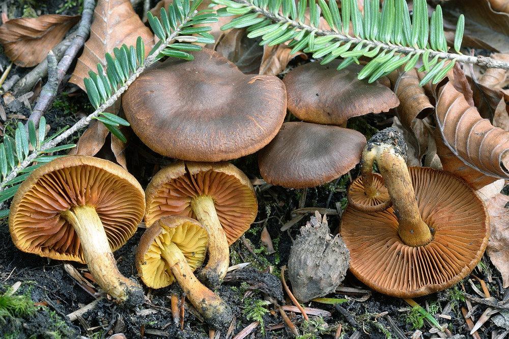 Cortinarius-croceusR9406.jpg