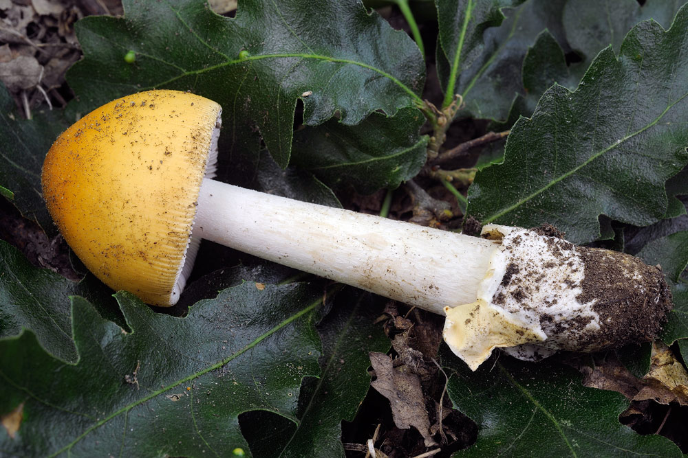 amanita-croceaR4044.jpg