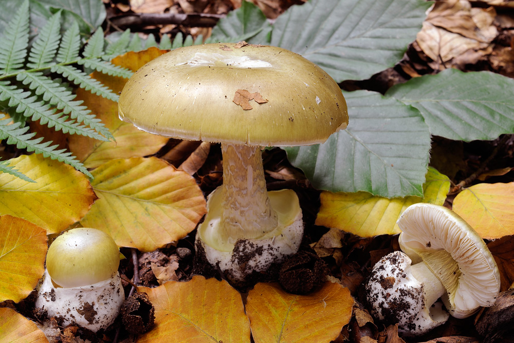 phalloides-faggioR4514.jpg