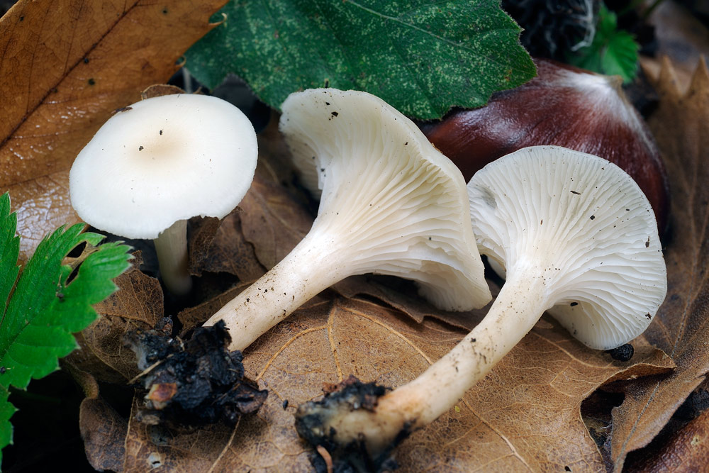 Clitocybe-phaeophthalmaR4836a.jpg
