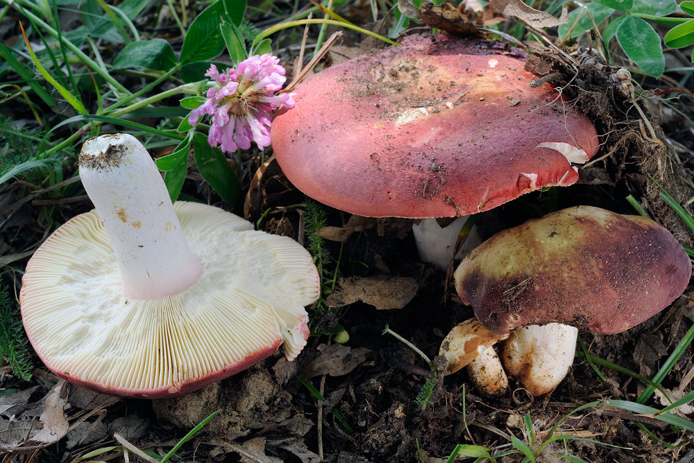 Russula-vinosobrunneaR4084a.jpg