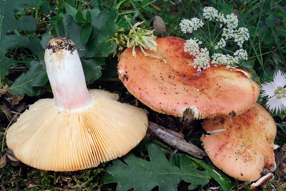 Russula-maculataR4091a.jpg
