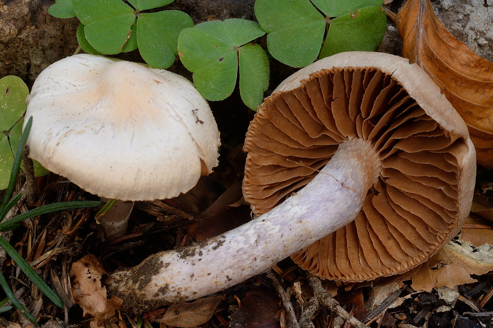 cortinarius-chiaroR9424a.jpg