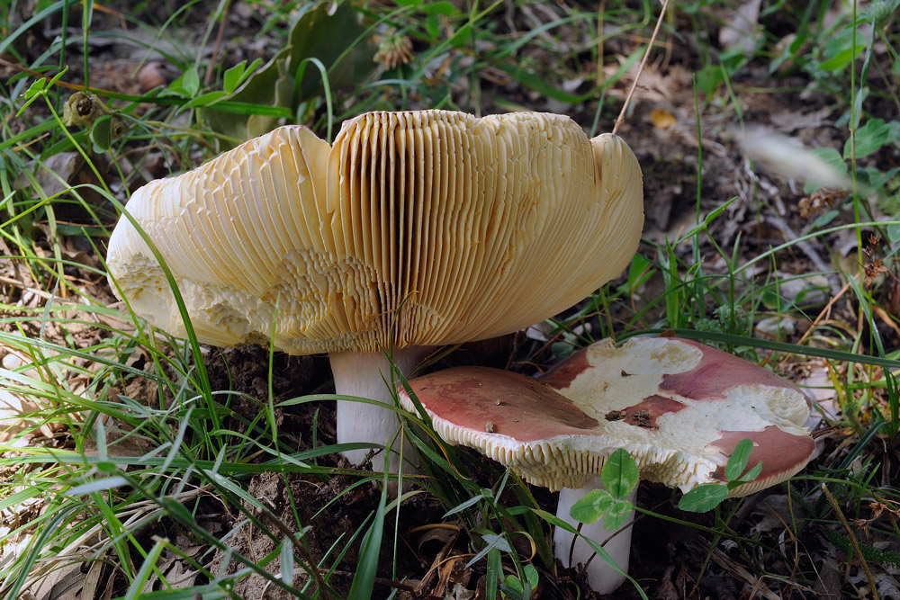 Russula-vinosobrunneaR4084b.jpg