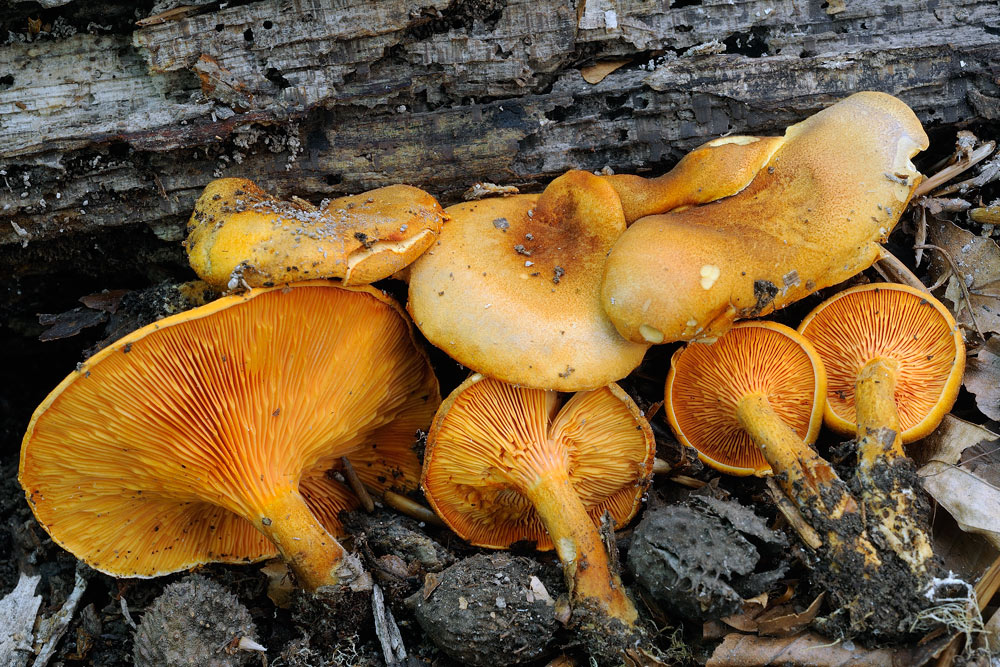 Hygrophoropsis-aurantiacaR4383.jpg