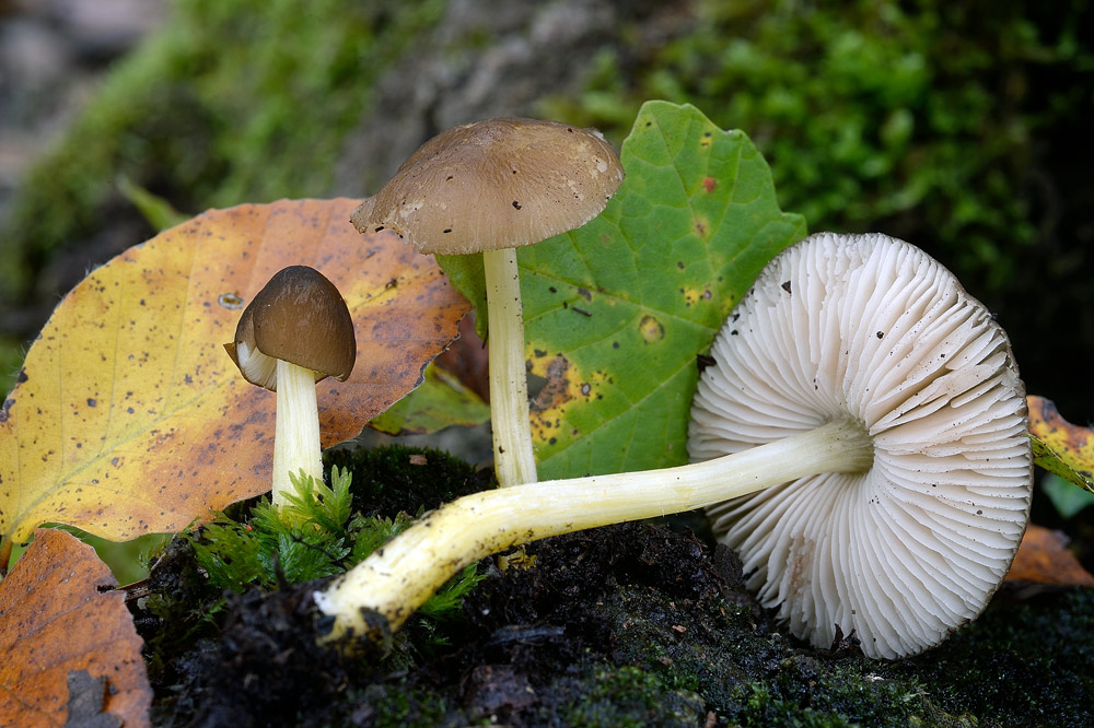 pluteus-romeliiRR9361.jpg