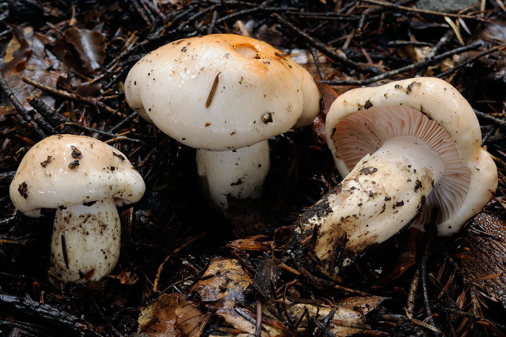 hygrophorusR4879c.jpg